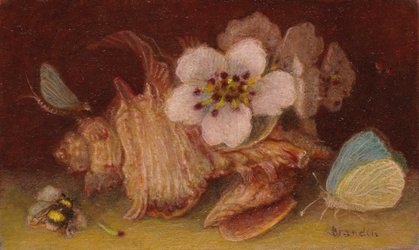 Nature morte au murex, papillon, phmre et bourdon