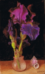 iris violet